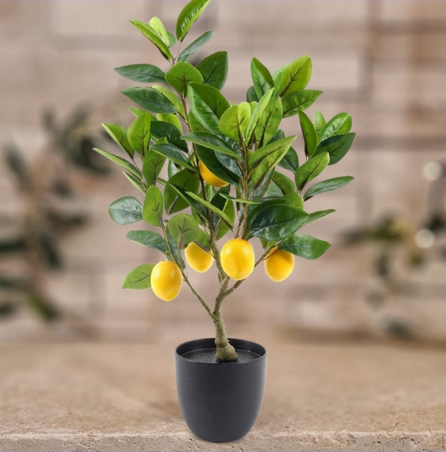 Citronnier décoratif XS
